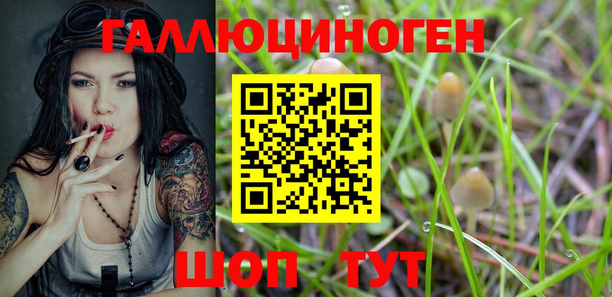 Псилоцибиновые грибы Psilocybe Дедовск